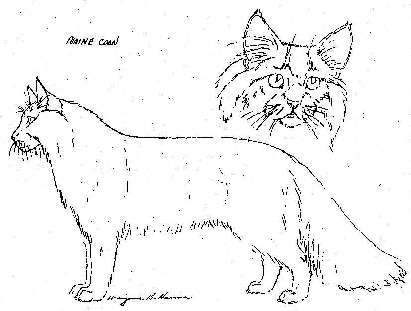 Maine Coon Size Chart